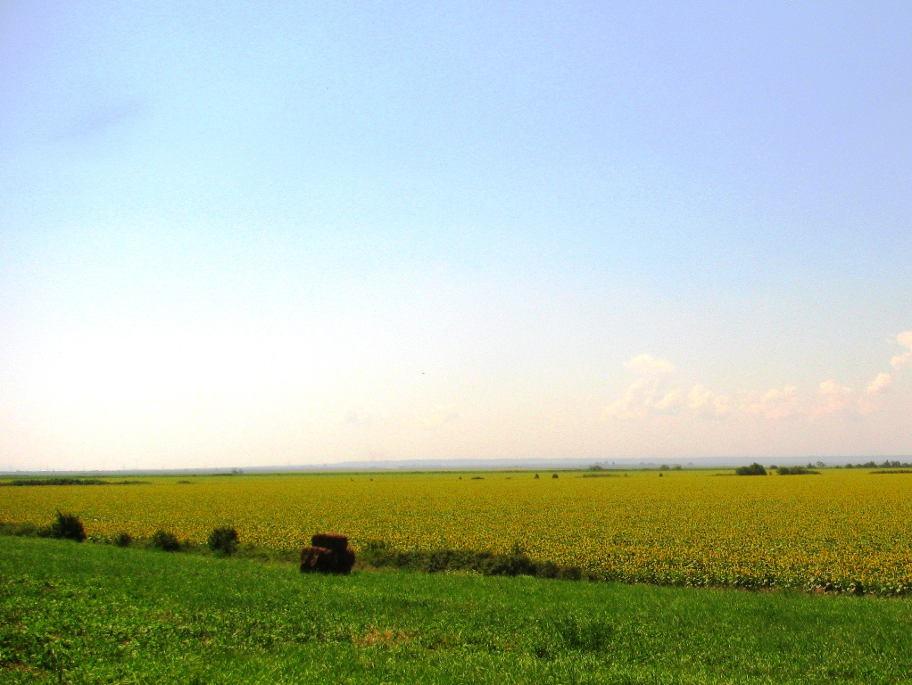 polja u Vojvodini