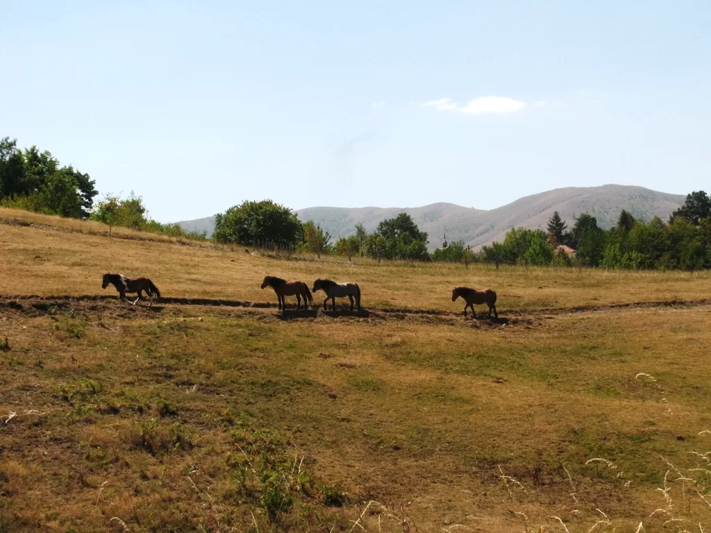 Užice - Zlatibor